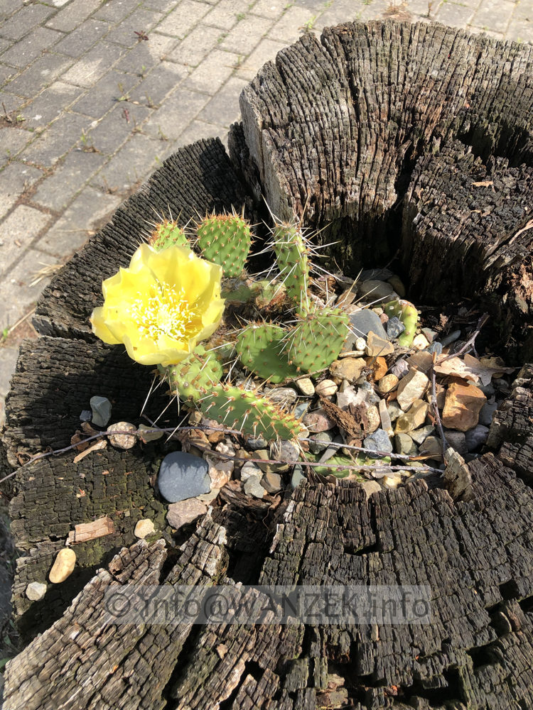 Opuntia hystricina nicholii - Opuntie in Wurzel 02.jpg